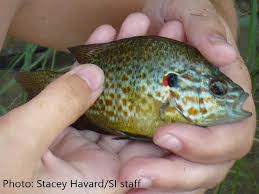 Image result for Lepomis cyanellus