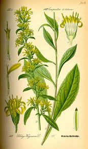 Image result for Solidago virgaurea