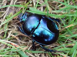 Attēlu rezultāti vaicājumam “Trypocopris vernalis”