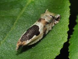 Attēlu rezultāti vaicājumam “Ancylis myrtillana”