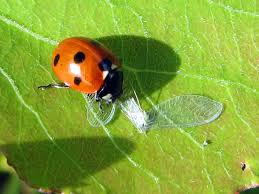 Attēlu rezultāti vaicājumam “Coccinella quinquepunctata”