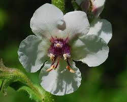 Image result for Verbascum blattaria