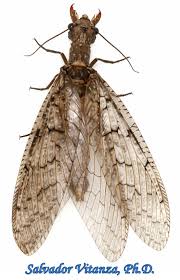 Attēlu rezultāti vaicājumam “Megaloptera”