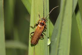 Attēlu rezultāti vaicājumam “Cantharis figurata”