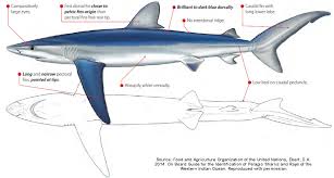 Image result for Prionace glauca