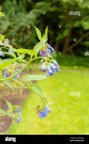 Attēlu rezultāti vaicājumam “Symphytum asperum flower”