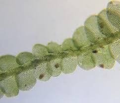 Attēlu rezultāti vaicājumam “Odontoschisma denudatum”