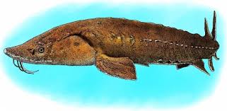 Image result for Acipenser fulvescens