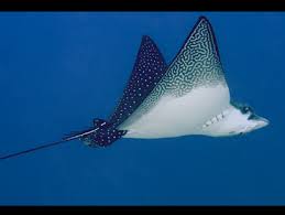 Image result for Aetobatus ocellatus