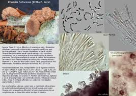 Attēlu rezultāti vaicājumam “Encoelia furfuracea”