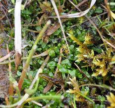 Attēlu rezultāti vaicājumam “Nardia scalaris cells”