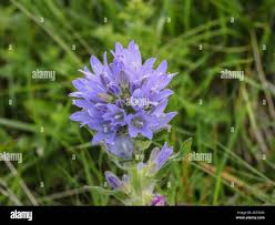 Attēlu rezultāti vaicājumam “Campanula cervicaria”