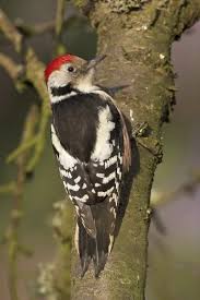 Attēlu rezultāti vaicājumam “Dendrocopos medius”