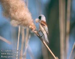 Attēlu rezultāti vaicājumam “Remiz pendulinus”