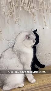 Image result for invisible cat