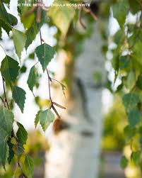 Attēlu rezultāti vaicājumam “Betula pendula flower”