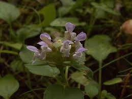 Attēlu rezultāti vaicājumam “Labiatae”