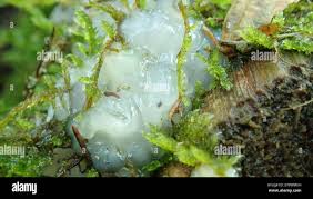 Attēlu rezultāti vaicājumam “Myxarium nucleatum”