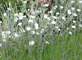Image result for Lychnis coronaria alba