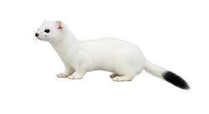 Attēlu rezultāti vaicājumam “Mustela erminea”