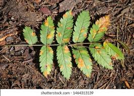 Attēlu rezultāti vaicājumam “Gymnosporangium cornutum”