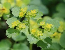 Attēlu rezultāti vaicājumam “Chrysosplenium alternifolium bud”