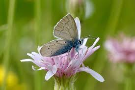 Attēlu rezultāti vaicājumam “Cyaniris semiargus male”