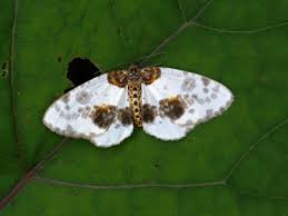 Attēlu rezultāti vaicājumam “Eulithis pyropata”