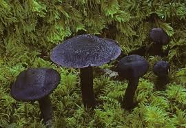 Attēlu rezultāti vaicājumam “Cortinarius violaceus”