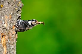 Attēlu rezultāti vaicājumam “Dendrocopos minor”