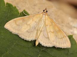 Attēlu rezultāti vaicājumam “Paratalanta hyalinalis”