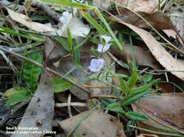 Attēlu rezultāti vaicājumam “Veronica scutellata fruit”