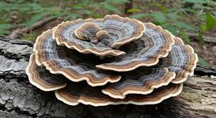 Attēlu rezultāti vaicājumam “Trametes versicolor”