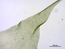 Attēlu rezultāti vaicājumam “Campylium protensum”