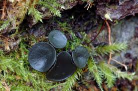 Attēlu rezultāti vaicājumam “Holwaya mucida”