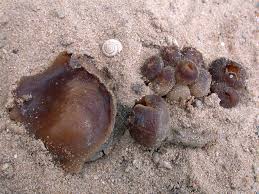 Attēlu rezultāti vaicājumam “Peziza ammophila”