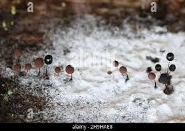 Attēlu rezultāti vaicājumam “Comatricha sp.”