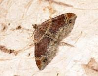 Attēlu rezultāti vaicājumam “Xanthorhoe spadicearia”