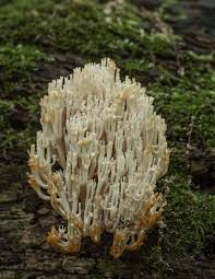 Attēlu rezultāti vaicājumam “Clavicorona pyxidata”