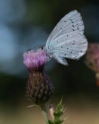 Attēlu rezultāti vaicājumam “Celastrina argiolus male”