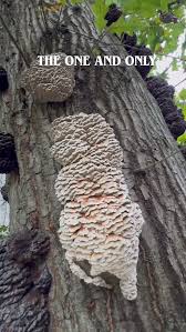 Attēlu rezultāti vaicājumam “Hemitrichia decipiens stalked”