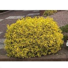 Attēlu rezultāti vaicājumam “Euonymus flower”