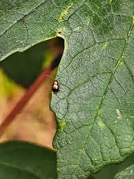 Attēlu rezultāti vaicājumam “Cryptocephalus pusillus”