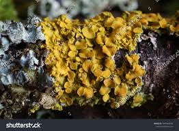 Attēlu rezultāti vaicājumam “Xanthoria polycarpa”