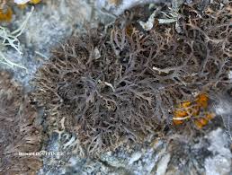 Attēlu rezultāti vaicājumam “Anaptychia ciliaris”