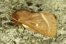 Attēlu rezultāti vaicājumam “Lasiocampa trifolii male”