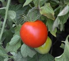 Afbeeldingsresultaat voor voyage tomato