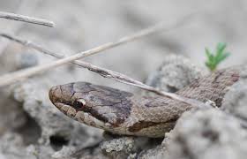 Attēlu rezultāti vaicājumam “Coronella austriaca adult”