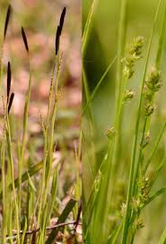 Attēlu rezultāti vaicājumam “Carex pilosa”