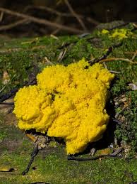 Attēlu rezultāti vaicājumam “Fuligo leviderma spores”